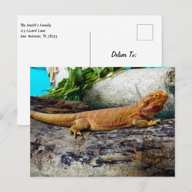 Postal Dragon Lizard con barba para adultos (Anverso / Reverso)