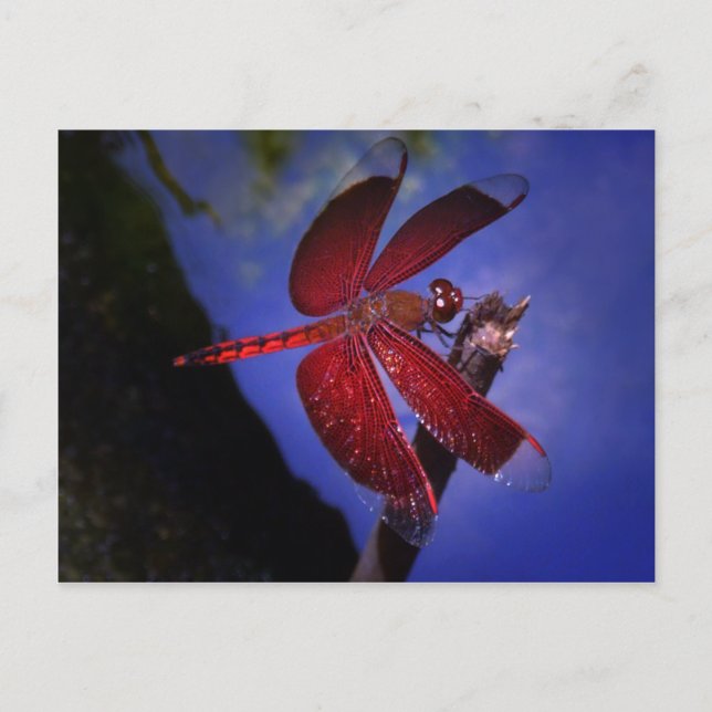 Postal Dragón rojo (Anverso)