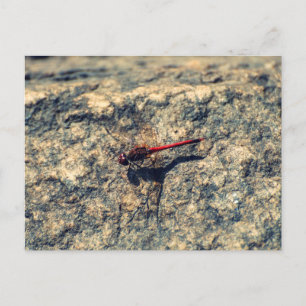 Postal Dragón rojo