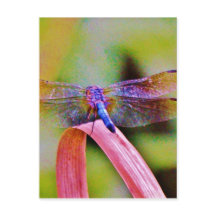 Dragón rosa arcoiris brillante