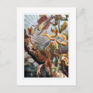 Postal Dragón volador