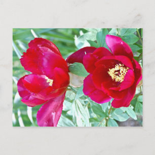 Postal Dragones, tigres y peonías IV