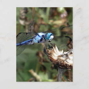 Postal Dragonflies Blue Dragonfly sobre una foto de un es