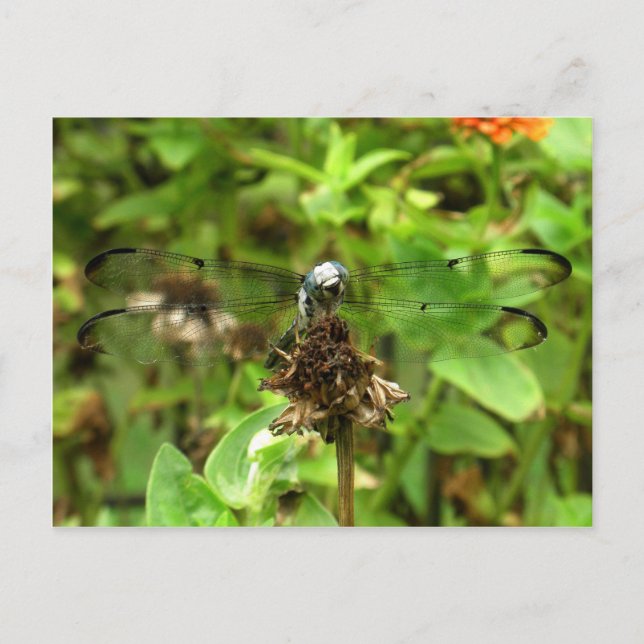 Postal Dragonflies Blue Dragonfly sobre una foto de un es (Anverso)