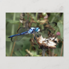 Postal Dragonflies Blue Dragonfly sobre una foto de un es