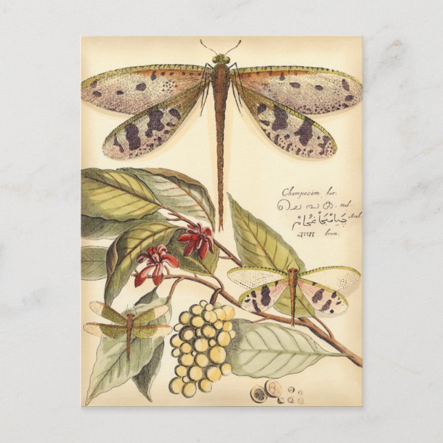 Postal Dragonflies con hojas y fruta (Anverso)