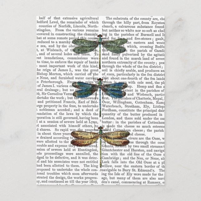 Postal Dragonflies Imprimir 2 (Anverso)
