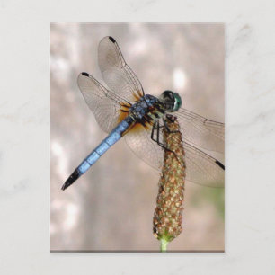 Postal ¡Dragonfly!