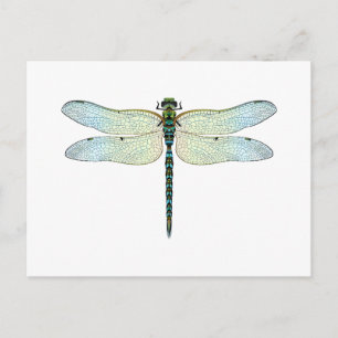 Postal DragonFly