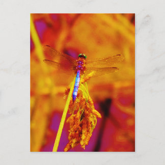 Postal Dragonfly arcoiris sobre ámbar y fuschia