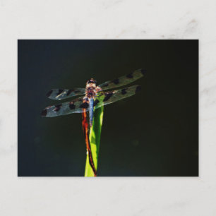 Postal Dragonfly azul y negro sobre hierba verde y roja