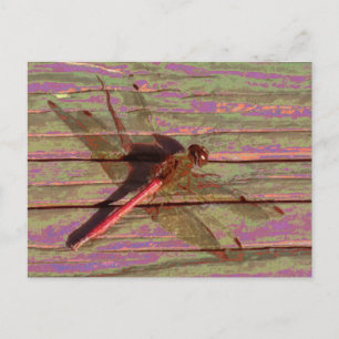 Postal Dragonfly Colorful