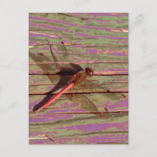 Postal Dragonfly Colorful