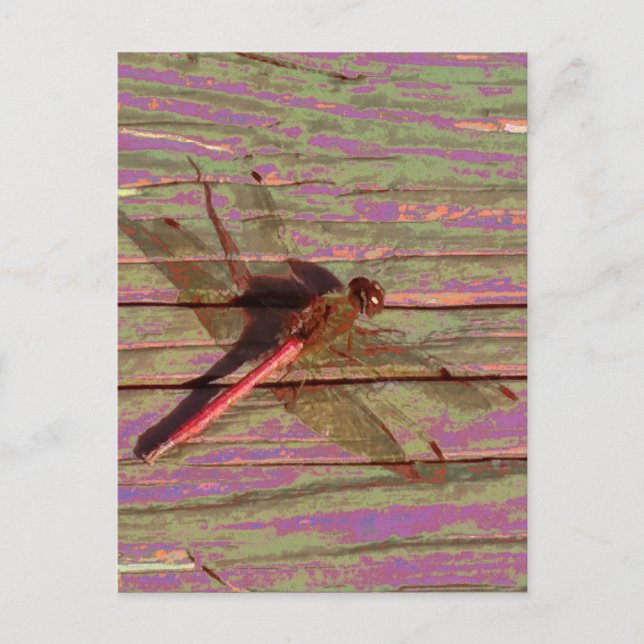 Postal Dragonfly Colorful (Anverso)