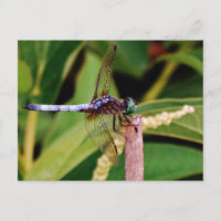 Dragonfly con flores blancas