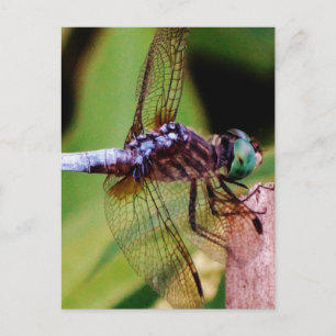 Postal Dragonfly con flores blancas