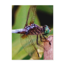 Dragonfly con flores blancas