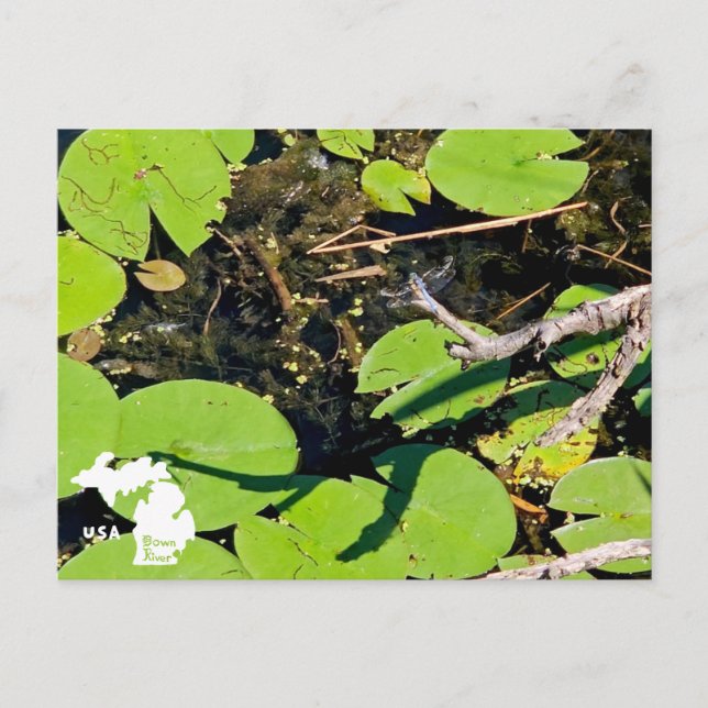 Postal Dragonfly con logo del Lago Erie Metropark (Anverso)