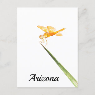 Postal Dragonfly de ala ámbar mexicana, Arizona