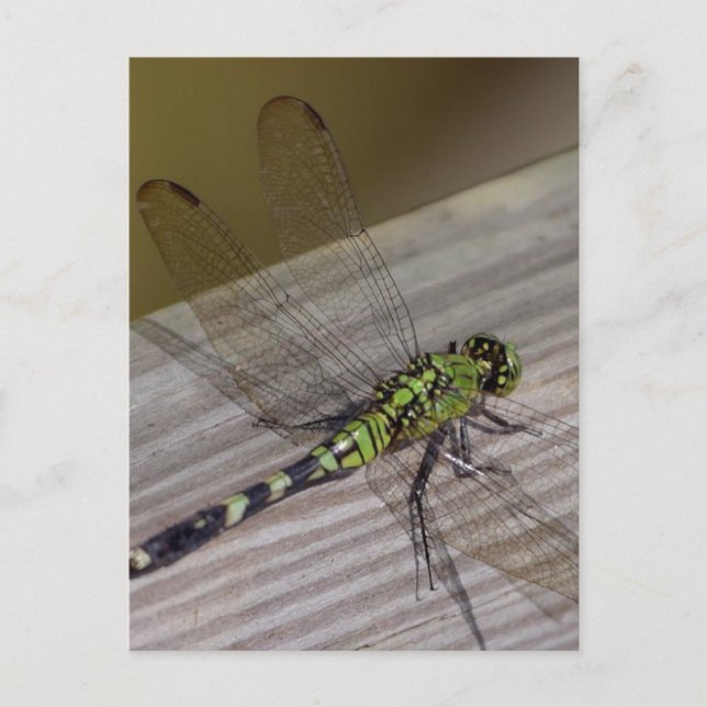 Postal Dragonfly de insectos (Anverso)