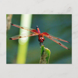 Postal Dragonfly Frontal Rojo y Negro