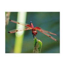 Dragonfly Frontal Rojo y Negro