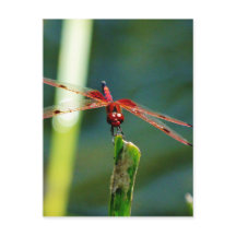 Dragonfly Frontal Rojo y Negro