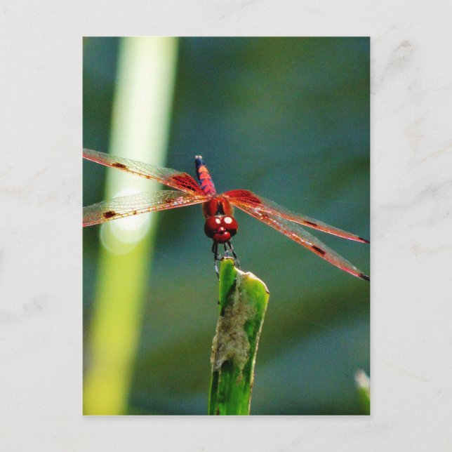 Postal Dragonfly Frontal Rojo y Negro (Anverso)