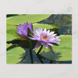 Postal Dragonfly Lotus