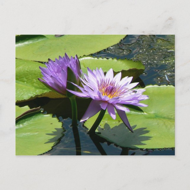 Postal Dragonfly Lotus (Anverso)