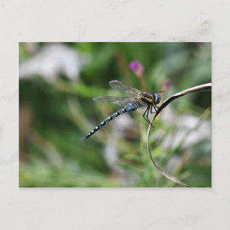 Postal Dragonfly migrante