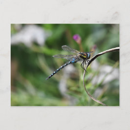 Postal Dragonfly migrante