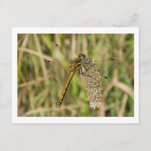 Postal Dragonfly negro oscuro femenino