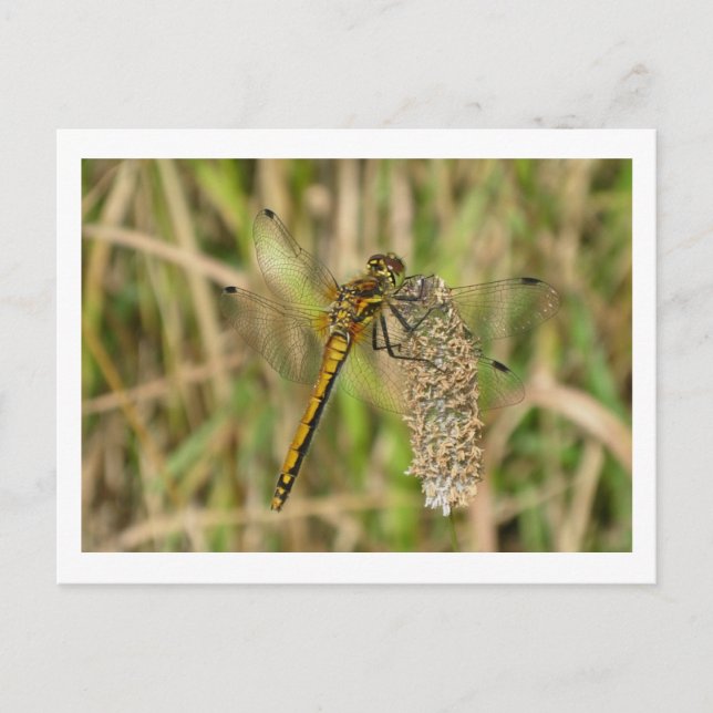 Postal Dragonfly negro oscuro femenino (Anverso)
