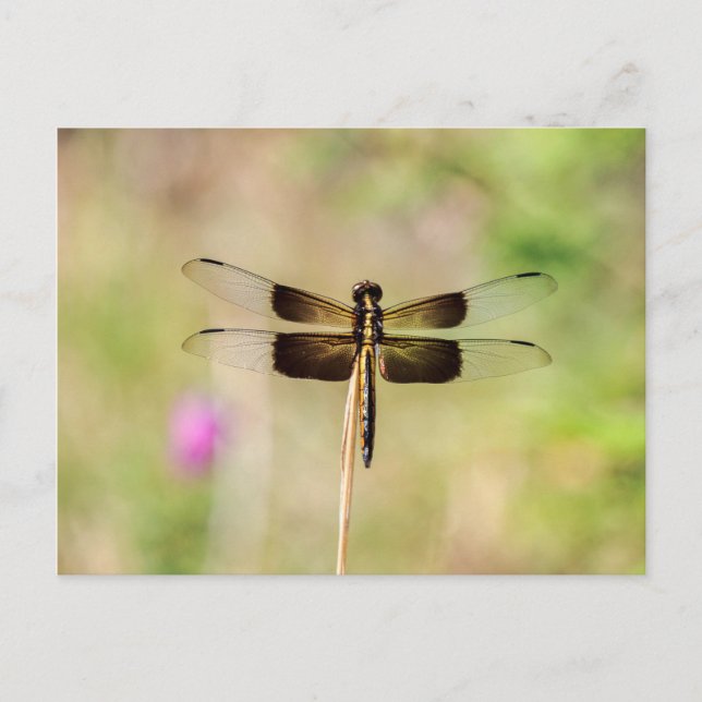 Postal Dragonfly negro y dorado (Anverso)