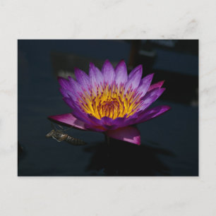 Postal Dragonfly Nymph Lotus