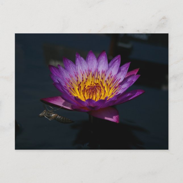 Postal Dragonfly Nymph Lotus (Anverso)