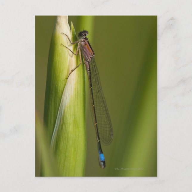 Postal Dragonfly on budds iris (Anverso)