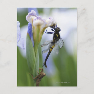 Postal Dragonfly on iris