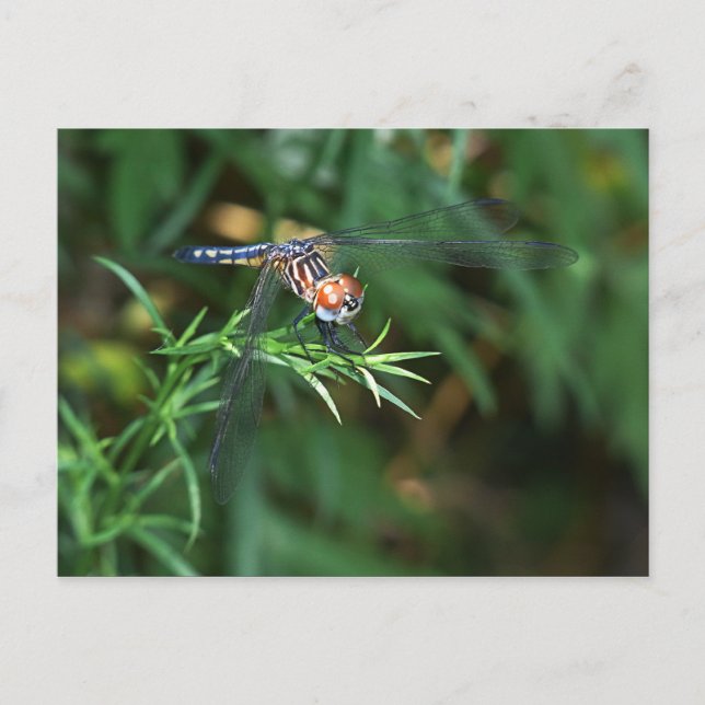 Postal Dragonfly on twig (Anverso)