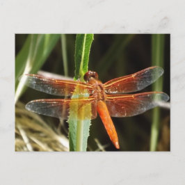 Postal Dragonfly Postcard