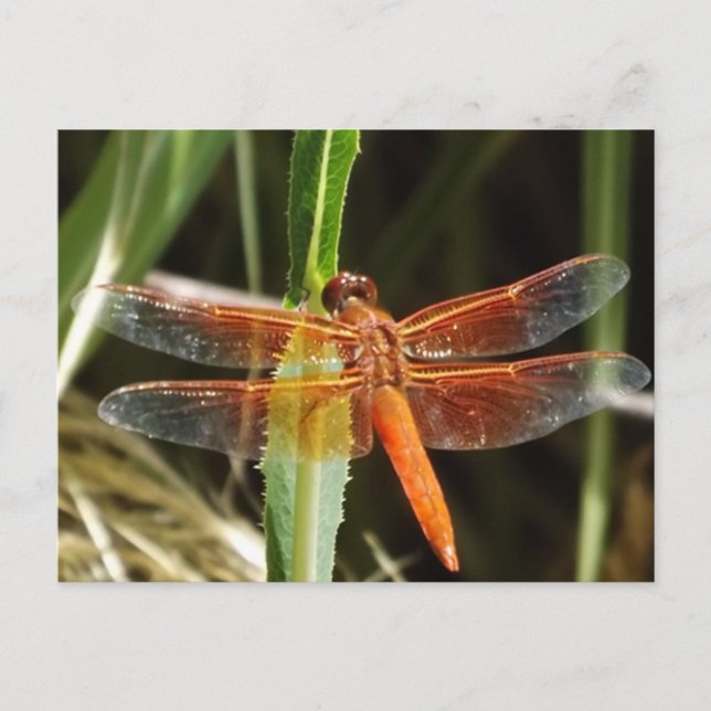 Postal Dragonfly Postcard (Anverso)