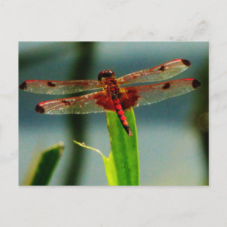 Postal Dragonfly rojo y negro visto