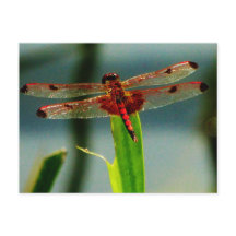 Dragonfly rojo y negro visto