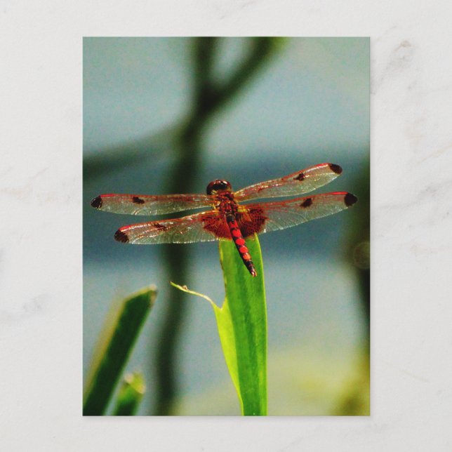 Postal Dragonfly rojo y negro visto (Anverso)
