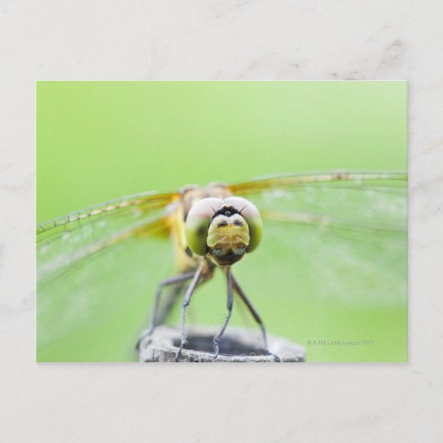 Postal Dragonfly (Sympetrum infuscatum) (Anverso)