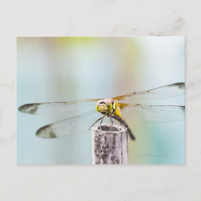 Postal Dragonfly (Sympetrum infuscatum) 2 (Anverso)