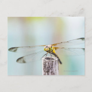 Postal Dragonfly (Sympetrum infuscatum) 2