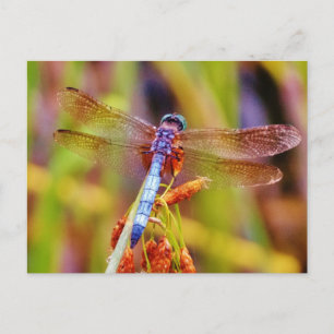 Postal Dragonfly verde azulado