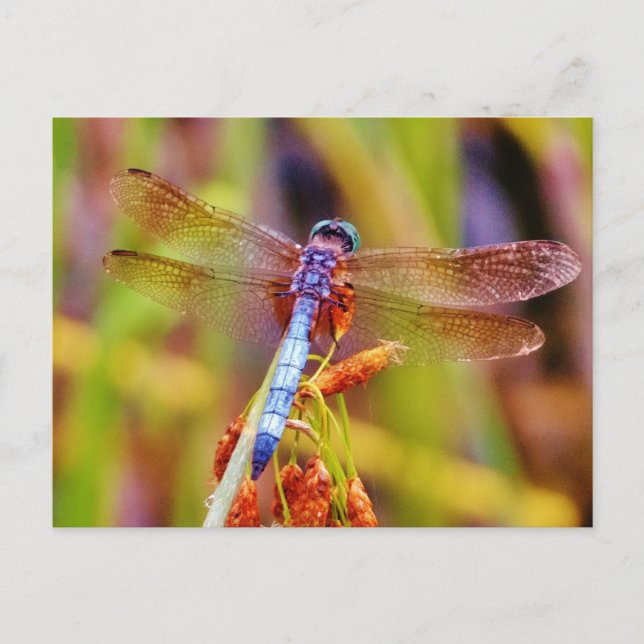 Postal Dragonfly verde azulado (Anverso)